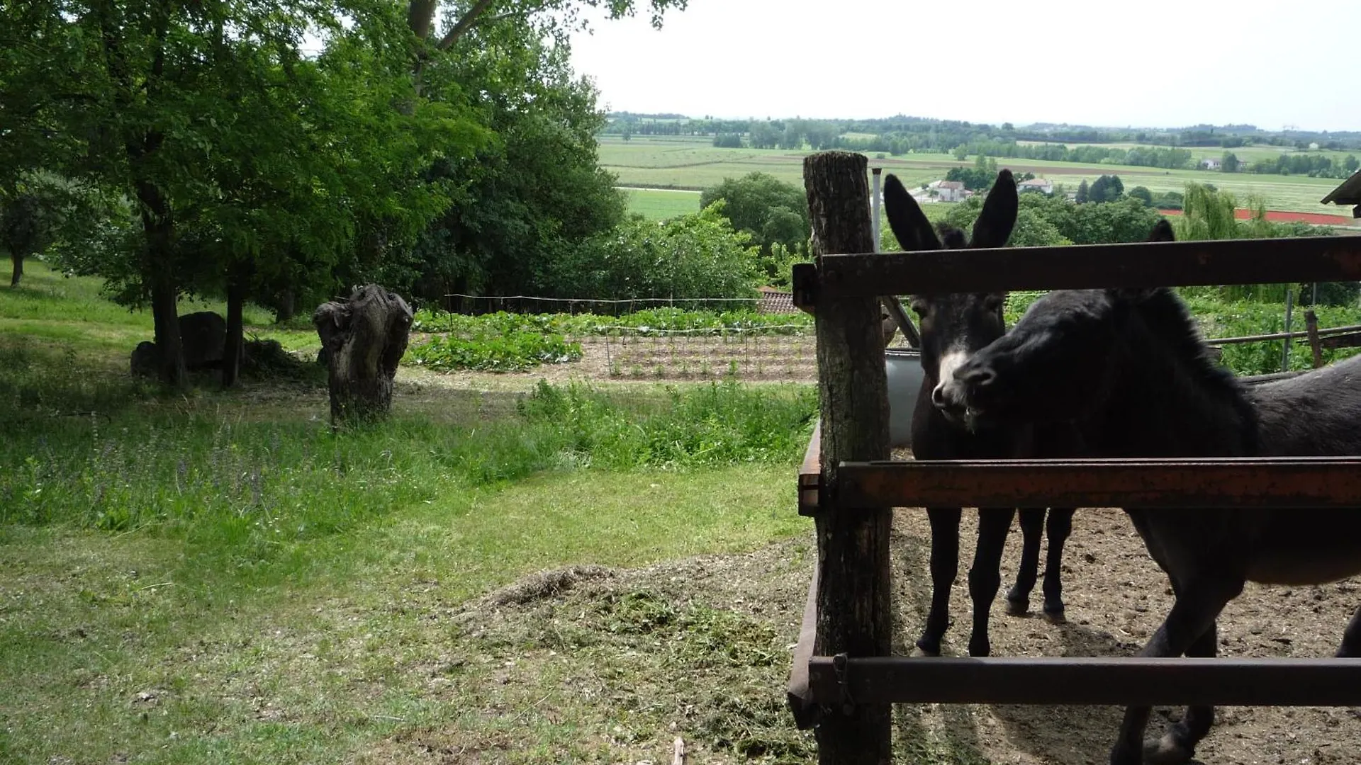 Agriturismo Lupo Bianco Monzambano Gospodarstwo agroturystyczne