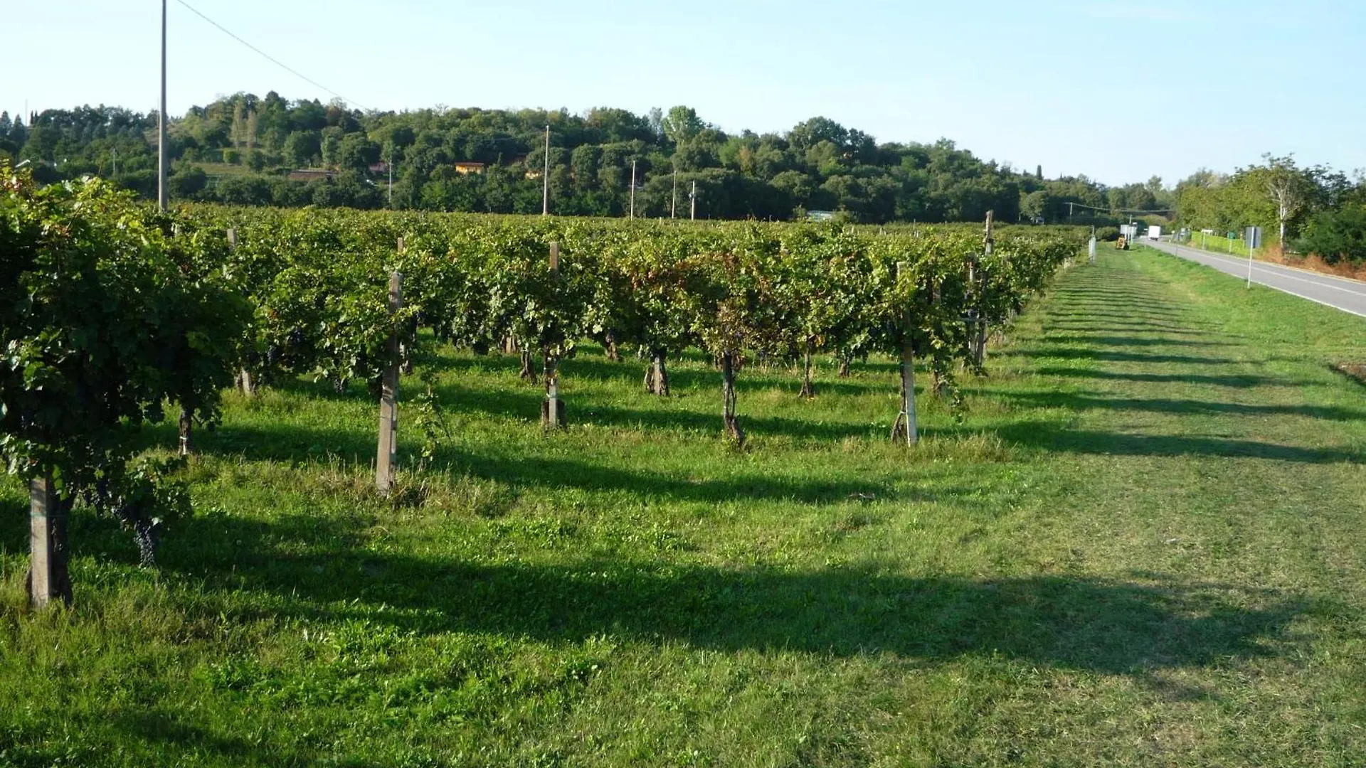 Gospodarstwo agroturystyczne Agriturismo Lupo Bianco Monzambano